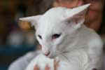 Balinais blanc, yeux bleus, Oreste d'Ayudhya