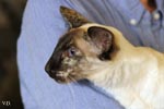 Balinais seal tortie point, Melle Bloom Iris