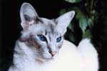 [Balinais bleu tabby point, Nouchka du Royaume d'Ayuthia] Photo Gauzargue