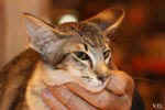 Mandarin brown mackerel tabby, Balinesis Ivy Leaque