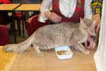 [Mandarin lilas mackerel tabby, Eagle de la Taniere des Petits Lynx]