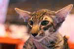 [Mandarin brown mackerel tabby, Gus de la Taniere des Petits Lynx]