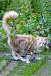 [Mandarin cinnamon silver blotched tabby, Chabanne Faya van Celeborn]