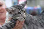 [Mandarin black silver mackerel tabby, Flintstonz Jimmy]