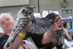 [Mandarin black silver mackerel tabby, Flintstonz Jimmy]