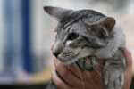 [Mandarin black silver mackerel tabby, Flintstonz Jimmy]