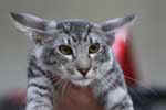 [Mandarin black silver mackerel tabby, Flintstonz Jimmy]