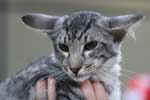 [Mandarin black silver mackerel tabby, Flintstonz Jimmy]