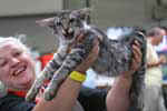 [Mandarin black silver mackerel tabby, Flintstonz Jimmy]