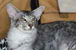 [Mandarin black silver mackerel tabby, Flintstonz Jimmy]