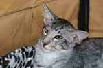 [Mandarin black silver mackerel tabby, Flintstonz Jimmy]