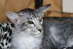 [Mandarin black silver mackerel tabby, Flintstonz Jimmy]