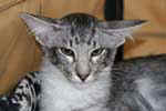 [Mandarin black silver mackerel tabby, Flintstonz Jimmy]