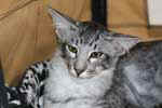 [Mandarin black silver mackerel tabby, Flintstonz Jimmy]