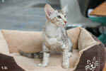 Mandarin chocolat silver tortie mackerel tabby, Ida-Rose de la Baie d'Halong