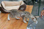 Mandarin chocolat silver tortie mackerel tabby, Ida-Rose de la Baie d'Halong