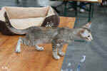 Mandarin chocolat silver tortie mackerel tabby, Ida-Rose de la Baie d'Halong