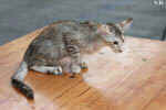 Mandarin chocolat silver tortie mackerel tabby, Ida-Rose de la Baie d'Halong