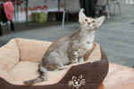 Mandarin chocolat silver tortie mackerel tabby, Ida-Rose de la Baie d'Halong