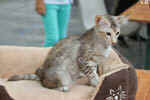 Mandarin chocolat silver tortie mackerel tabby, Ida-Rose de la Baie d'Halong