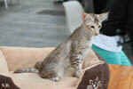 Mandarin chocolat silver tortie mackerel tabby, Ida-Rose de la Baie d'Halong