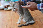 Mandarin chocolat silver tortie mackerel tabby, Ida-Rose de la Baie d'Halong