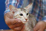 Mandarin chocolat silver tortie mackerel tabby, Ida-Rose de la Baie d'Halong