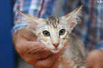 Mandarin chocolat silver tortie mackerel tabby, Ida-Rose de la Baie d'Halong