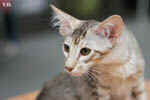 Mandarin chocolat silver tortie mackerel tabby, Ida-Rose de la Baie d'Halong