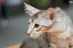 Mandarin chocolat silver tortie mackerel tabby, Ida-Rose de la Baie d'Halong