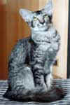 [Mandarin black silver mackerel tabby, Yazoo Vin-Tu]