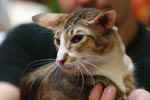 [Mandarin chocolat tortie spotted tabby et blanc, Principessa Cassandra Dell'Oreade]