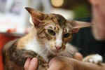 [Mandarin chocolat tortie spotted tabby et blanc, Principessa Cassandra Dell'Oreade]