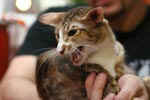 [Mandarin chocolat tortie spotted tabby et blanc, Principessa Cassandra Dell'Oreade]