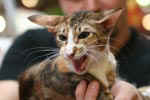 [Mandarin chocolat tortie spotted tabby et blanc, Principessa Cassandra Dell'Oreade]