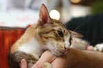 [Mandarin chocolat tortie spotted tabby et blanc, Principessa Cassandra Dell'Oreade]