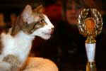 [Mandarin chocolat spotted tabby et blanc, Voltan de Menam Chao Phraya]