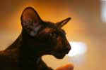 [Oriental noir, Dark Cloud Naomi] 