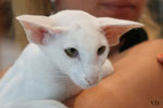 Oriental blanc yeux verts, Ak Purr en Reemen