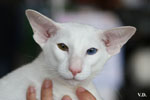 Oriental blanc yeux impairs, Jules de Chatty Cat