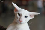 Oriental blanc yeux impairs, Jules de Chatty Cat