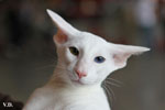 Oriental blanc yeux impairs, Jules de Chatty Cat