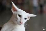 Oriental blanc yeux impairs, Jules de Chatty Cat