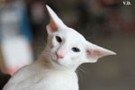 Oriental blanc yeux impairs, Jules de Chatty Cat