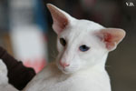 Oriental blanc yeux impairs, Jules de Chatty Cat