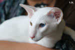 Oriental blanc yeux impairs, Jules de Chatty Cat