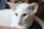 Oriental blanc yeux impairs, Jules de Chatty Cat