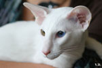 Oriental blanc yeux impairs, Jules de Chatty Cat