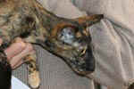 Oriental black tortie, Hevea des Clos Lucile