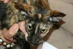 Oriental black tortie, Hevea des Clos Lucile